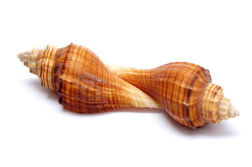 Two shells isolated on white