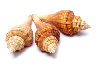 Three shell isolated on white