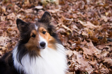 Shetland Sheepdog sitting in autumn leaves, looking at camera