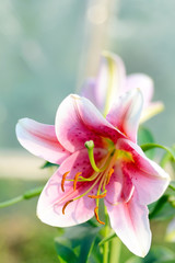Summer Scene: Blooming Lily Flower in Sunlight Garden