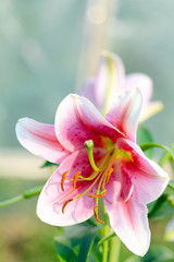 Summer Scene: Blooming Lily Flower in Sunlight Garden