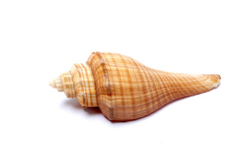 shell isolated on white