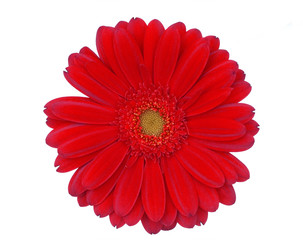 Red flower
