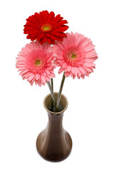 Flowers in the ceramic vase
