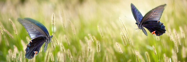 butterfly on flowers for adv or other purpose use