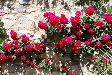Climbing Rose against a stone wall © Arena Photo UK