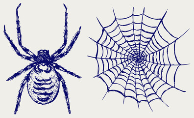 Spider and cobweb