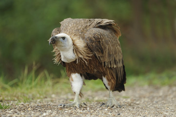 vautour