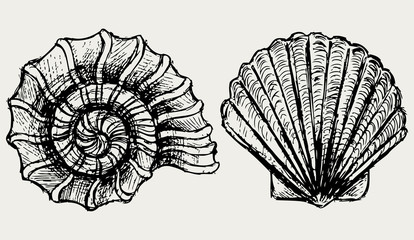 Sea snail and scallop shell