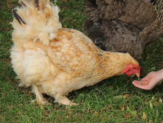 A Chicken Being Hand Fed Some Seed Cereal.