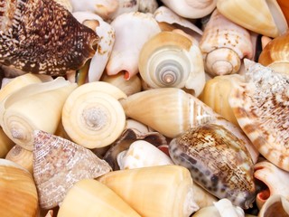 Schneckenhäuser und Muscheln, Andenken