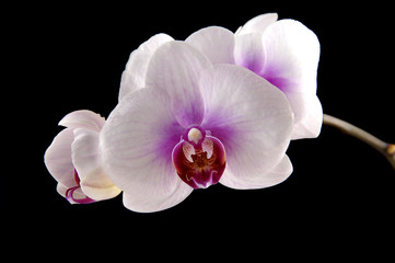 Bloom orchid on black