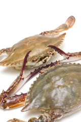 Seafood--Swimming crab