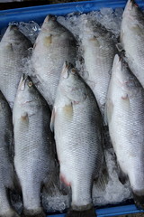 Sea bass