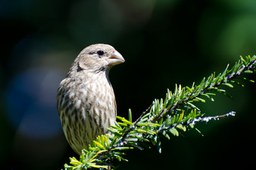Pretty Female House Finch Perched in an Evergreen  Tree
