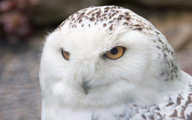Snowy owl sitting quietly looking out for prey