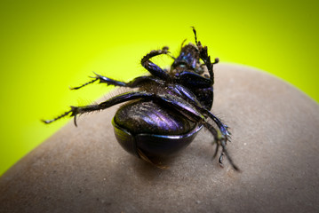 close-up photo of big female stag-beetle