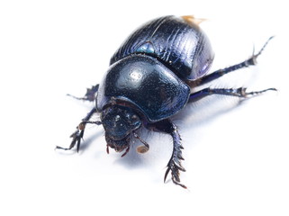 close-up photo of big female stag-beetle