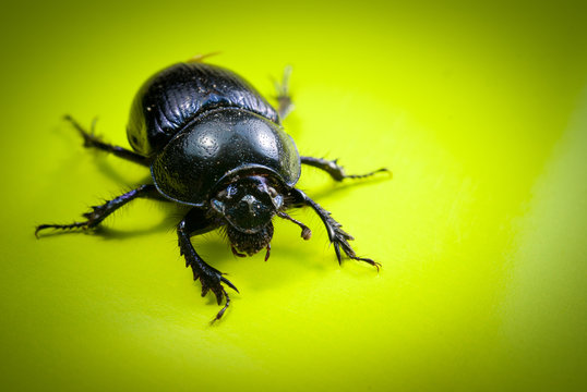close-up photo of big female stag-beetle