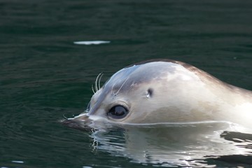 Cute seal swimming with big curious eyes
