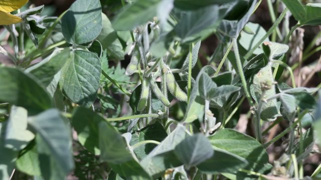 Closeup of soy bean plant in a field