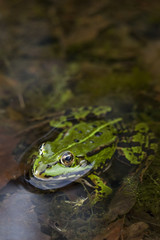 Grüner Frosch -Makroaufnahme