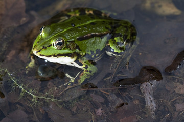 Grüner Frosch -Makroaufnahme