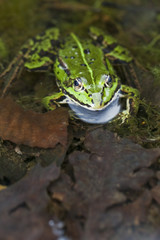 Grüner Frosch -Makroaufnahme