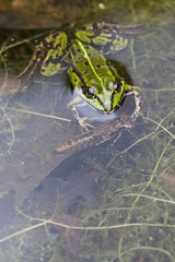 Grüner Frosch -Makroaufnahme
