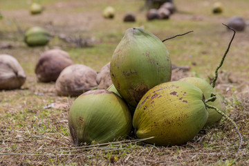Feld voller Kokosnuesse