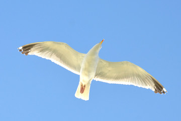 Lachmöwe
