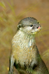 Asian Short-clawed Otter