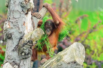 Baby Orangutan © Stephen Meese