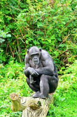 Chimpanzee