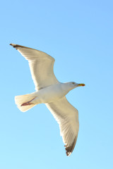 Lachmöwe