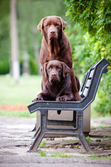 two chocolate labrador retriever dogs on a bench