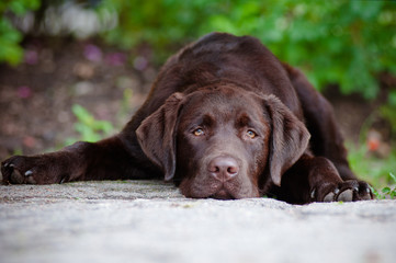 sad chocolate labrador retriever puppy lying down outdoors