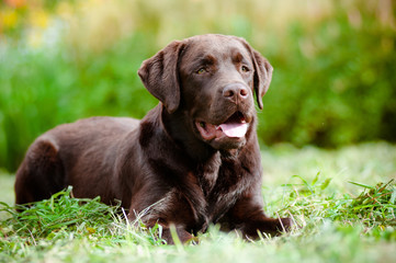 young chocolate labrador retriever puppy - obrazy, fototapety, plakaty