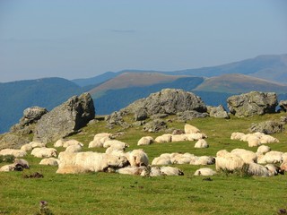 moutons