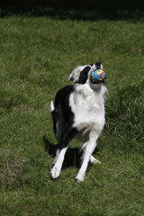 Border Collie beim Spielen