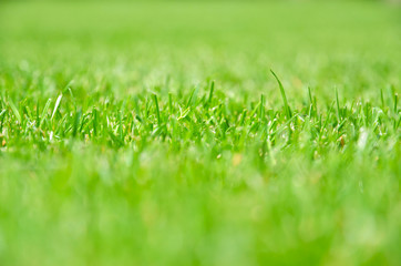 Green Grass. Background - Texture.