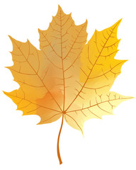 Maple Leaf