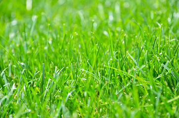 Green Grass. Background - Texture.