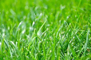 Green Grass. Background - Texture.