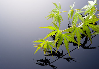 japanese maple leef