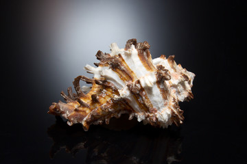 ракушка на черном