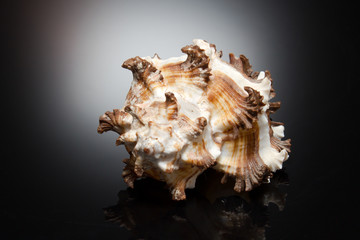 ракушка на черном