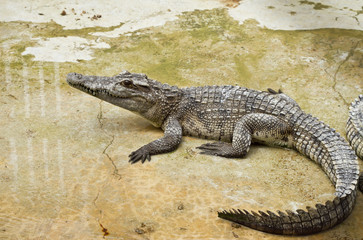 Bébé crocodile