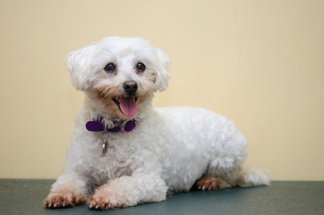 保護されたマルチーズ