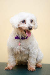 保護されたマルチーズ